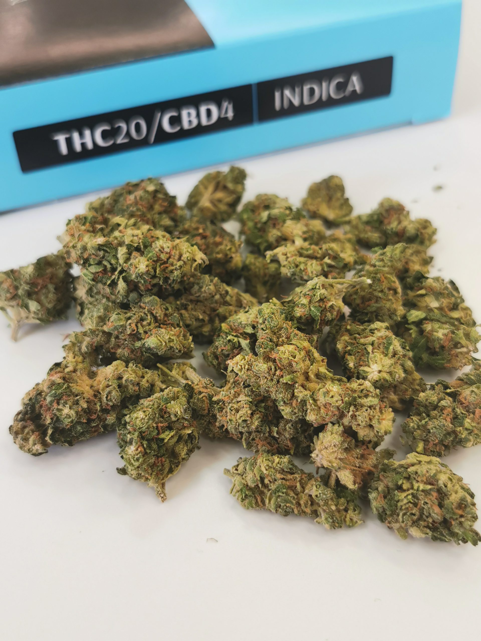 אודם אינדיקה T20 C4 קנאליסט