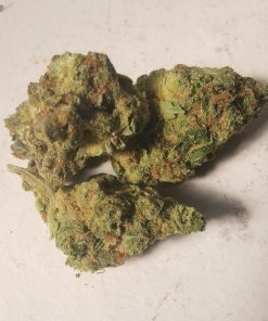 שישקברי יוניבו