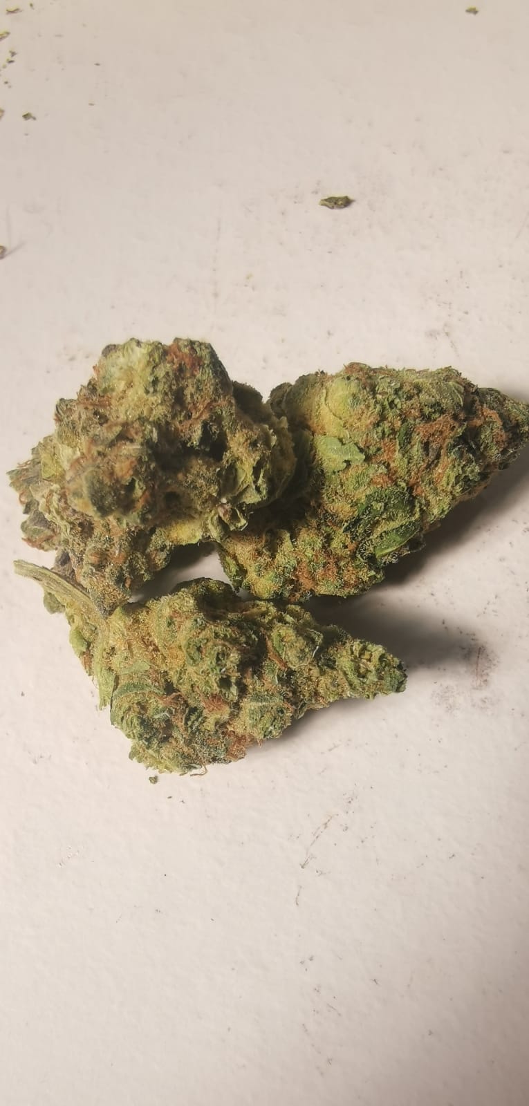 שישקברי יוניבו