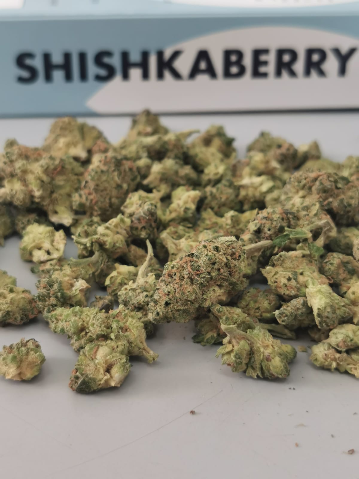 שישקברי יוניבו