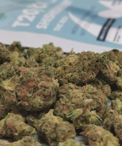 שישקברי יוניבו