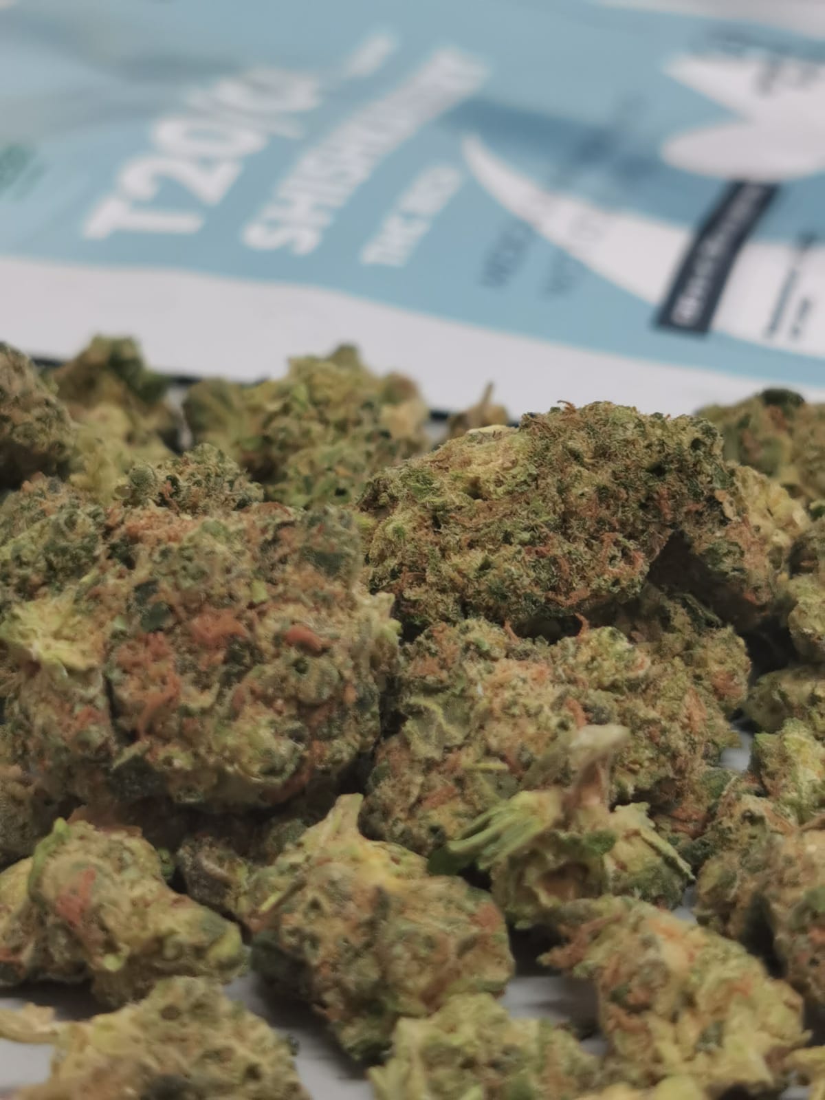 שישקברי יוניבו