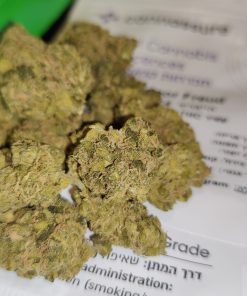 פרויד (Freud) היברידי - סדרת Indoor קנאשור