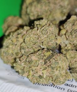 פרויד (Freud) היברידי - סדרת Indoor קנאשור