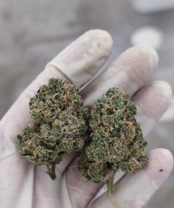 פרויד קנאשור 2