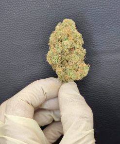 פרויד קנאשור 3