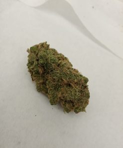 פרויד קנאשור 5