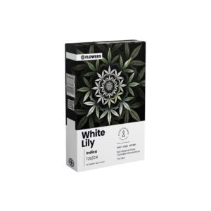 ווייט לילי (White Lily) שושן צחור | אינדיקה T20/C4